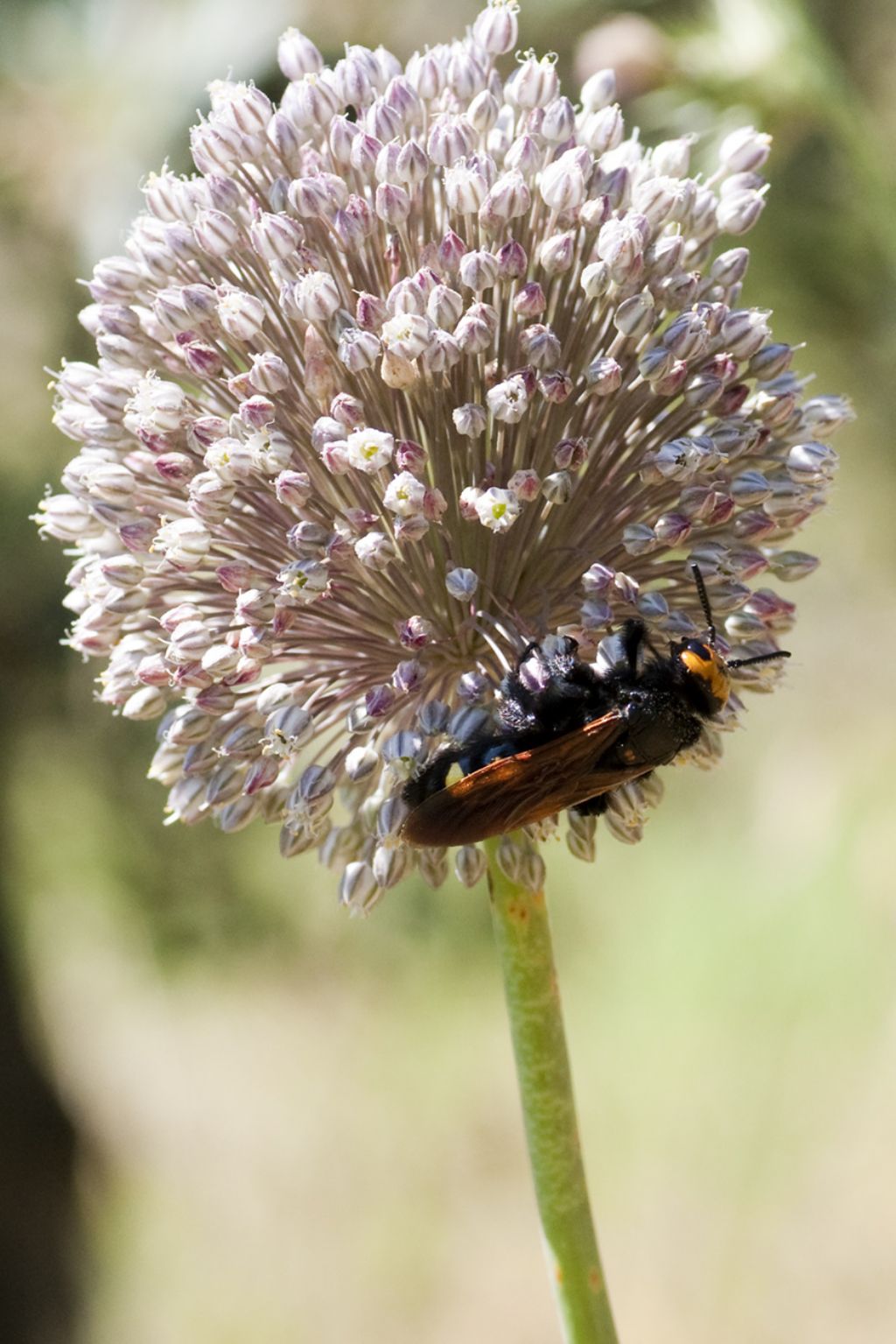 Megascolia maculata flavifrons